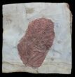 Two Paleocene Fossil Leafs (Davidia) - Montana #59781-1